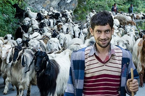A Surprising Antidote to World Poverty: Farm Animals