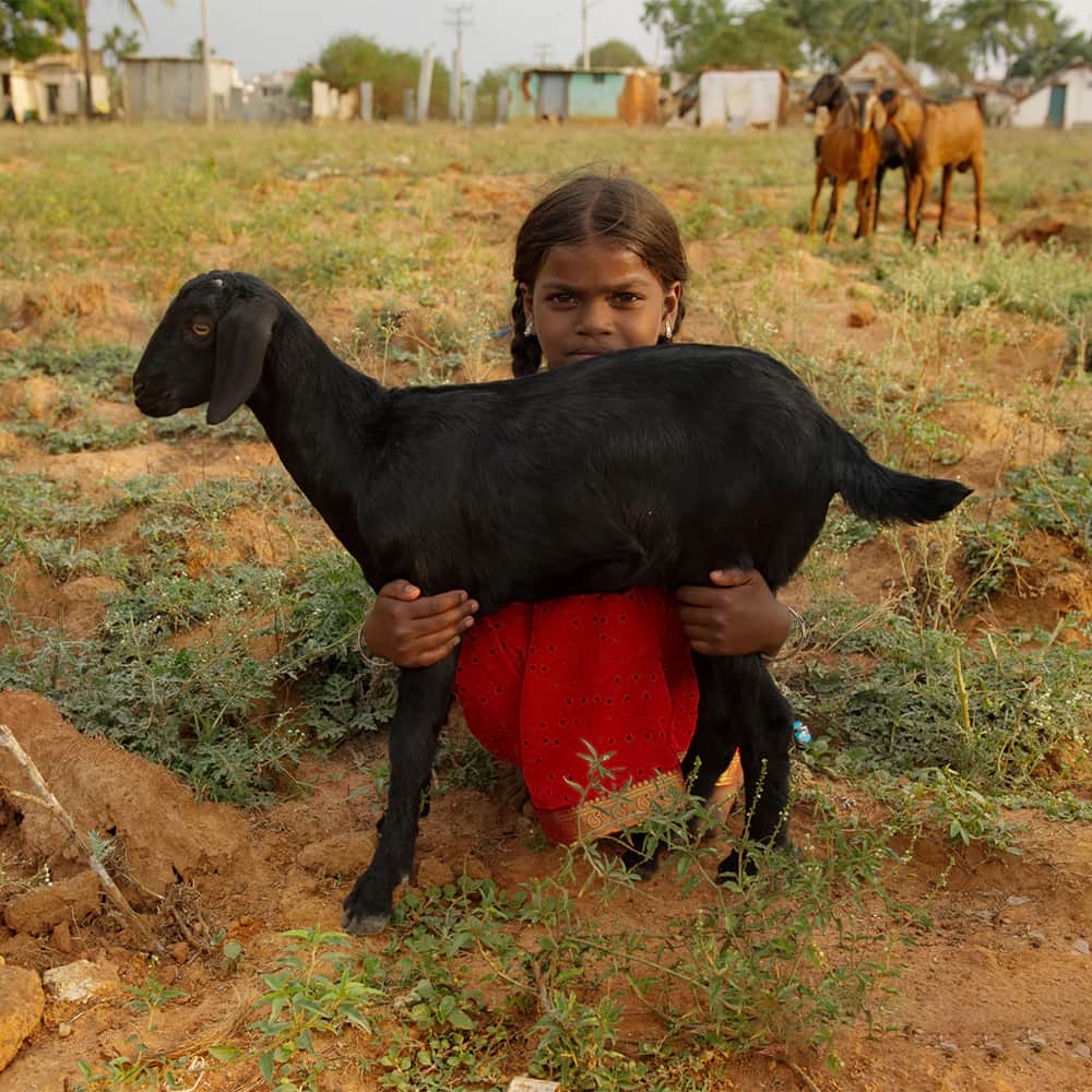 A Surprising Antidote to World Poverty: Farm Animals - GFA World